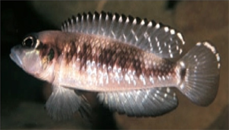 Neolamprologus meleagris, . : . Zurlo