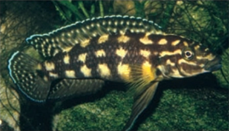 Julidochromis marlieri. : . Zurlo