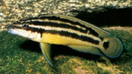 Julidochromis ornatus. : C.Zurlo