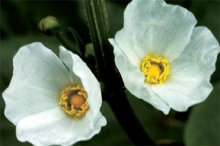 Цветки эхинодоруса имеют три зеленых чашевидных листа, три белых венчика, от 9 до 40 тычинок и многочисленные плодолистики. Фото: W. Ise