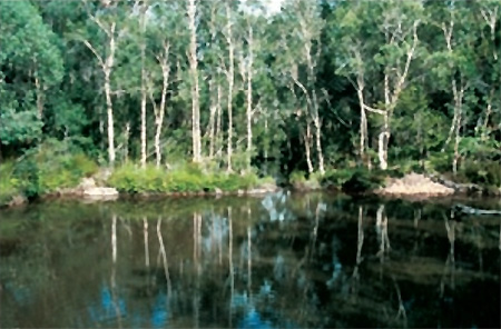 Река Snapper Creek, место обитания медовой голубоглазки