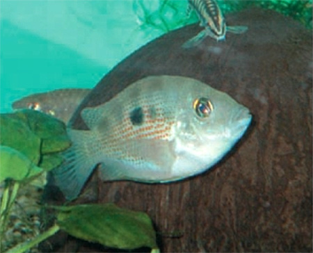  Etroplus maculatus,  