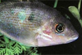    (Etroplus maculatus)