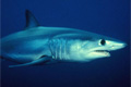 Самки акул могут давить потомство без самцов