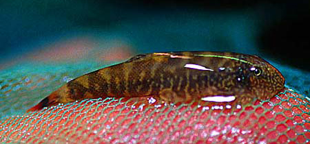   (Gastromyzon ctenocephalus)