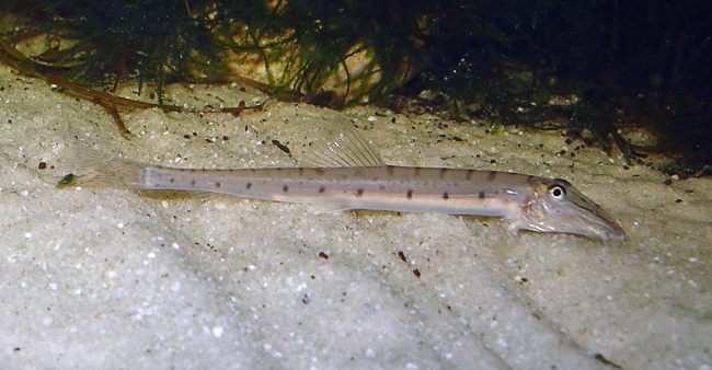   (Acantopsis octoactinotos)