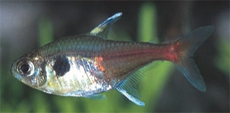 Для сравнения: самка Hyphessobrycon sp. aff. Roseus. Фото: D. Bork