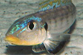 Xenotilapia sp. "Kilesa" -    