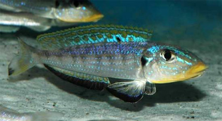  Xenotilapia sp. 