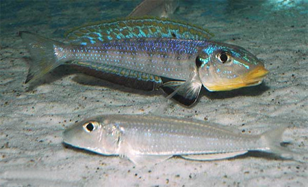  Xenotilapia sp. 