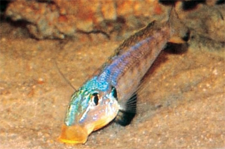  Xenotilapia sp. 