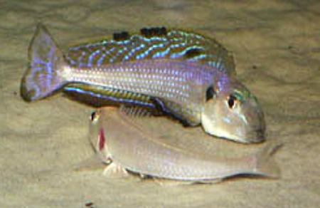    Xenotilapia (Enantiopus) melanogenys 