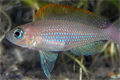    :   (Neolamprologus caudopunctatus)