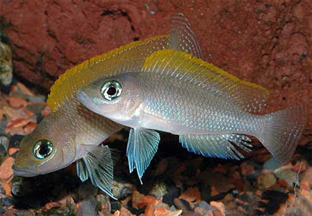  Neolamprologus caudopunctatus