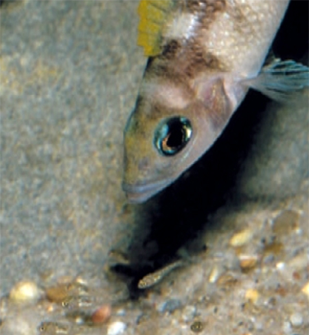     Neolamprologus caudopunctatus    ,      