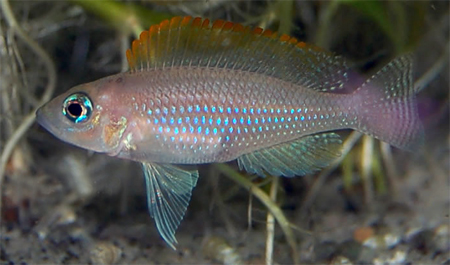       Neolamprologus caudopunctatus    