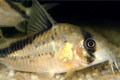 Коридорас мелини или коридорас диагональнополосый (Corydoras melini)