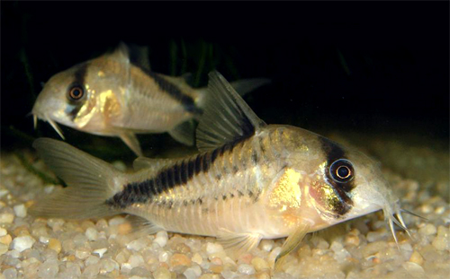 Коридорас мелини или коридорас диагональнополосый (Corydoras melini)