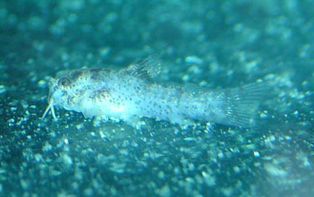     (Corydoras melini). ,     ,      