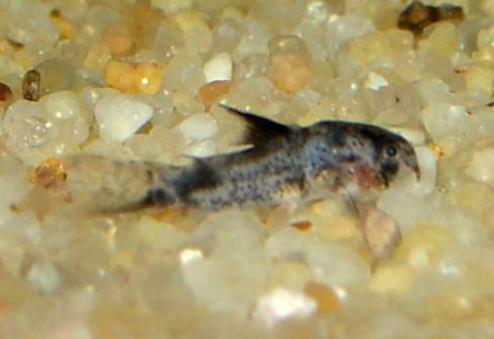     (Corydoras melini).     ,    ,      