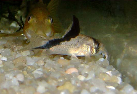 45-    (Corydoras melini).       .    