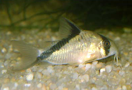 Самец коридораса мелини (Corydoras melini)