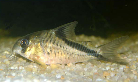 Самка коридораса мелини (Corydoras melini)