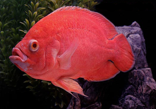   (Red Albino Oscar)