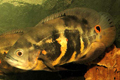  (Astronotus ocellatus)