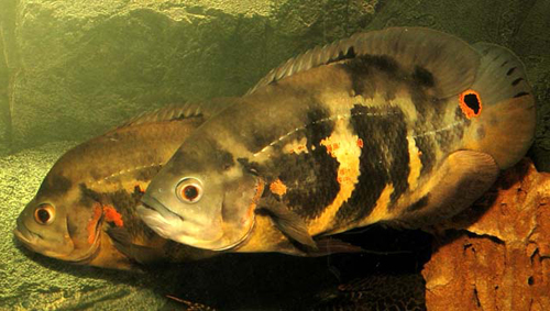 , -,  ,   (Astronotus ocellatus)