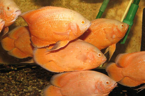 , -,  ,   (Astronotus ocellatus)