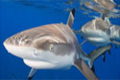 В севастопольском аквариуме впервые родились акулята