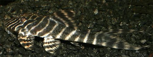 Panaqolus sp. Rio Tigre