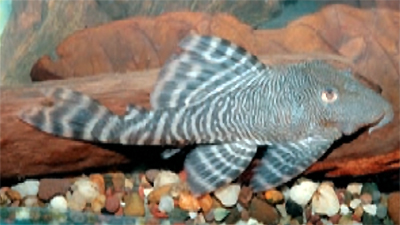    Panaqolus sp. L341