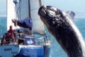 У берегов Кейптауна 40-тонный кит "приласкал" 10-метровую яхту, приняв ее за "подружку"