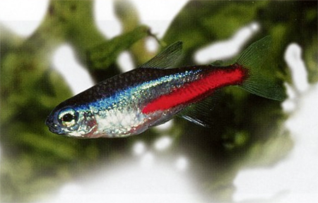    Paracheirodon innesi.