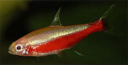 Золотая, искусственно полученная форма красного неона Paracheirodon axelrodi, появилась в продаже недавно.