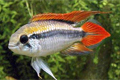   (Apistogramma agassizii)