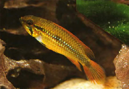    (Apistogramma agassizii)