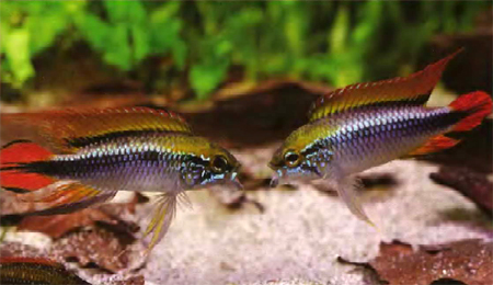    (Apistogramma agassizii), 