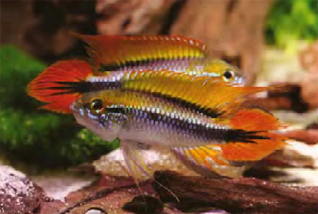   (Apistogramma agassizii)