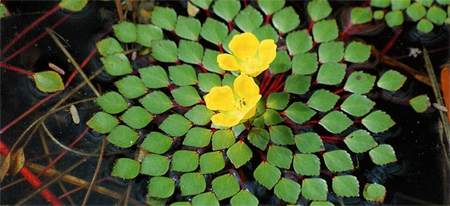 Ludwigia sedoides — красивое плавающее растение, которое из-за высокой потребности в свете вряд ли выживет в аквариуме. Оно сильно разрастается на болотах Южной Америки, а также и биотипах, где живет голубой неон