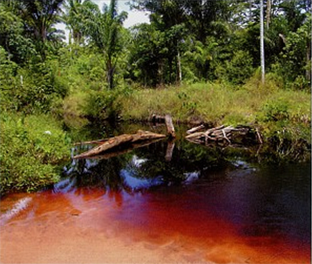 Пересыхающая река с "черной водой" неподалеку от аэропорта Парамарибо