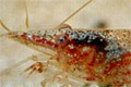 - (Caridina serratirostris)