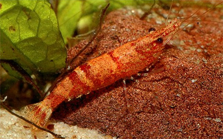   - (Caridina serratirostris)