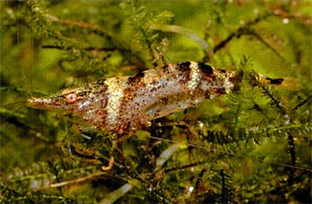 Это тоже креветка-ниндзя (Caridina serratirostris), представлена голубая форма