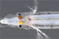 Опистопроктовые рыбки используют зеркала в глазах