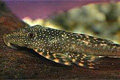  (Lasiancistrus tentaculatus)