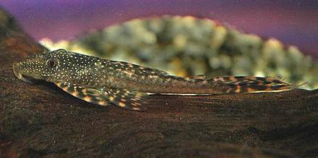 Лазианциструс (Lasiancistrus tentaculatus)