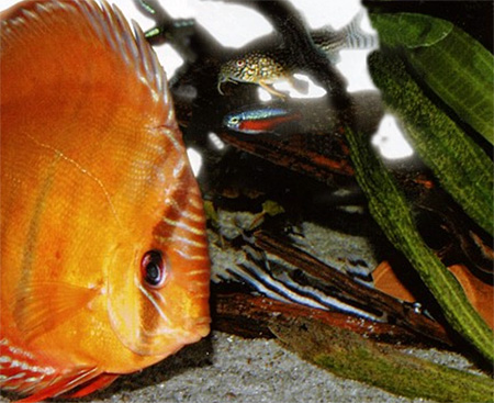 Красные неоны (Paracheirodon axelrodi) и Коридорасы Штерба (Corydoras sterbai) тоже хороши в качестве рыб-компаньонов дискусам